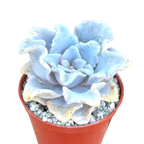 Echeveria 'Crispate Beauty'