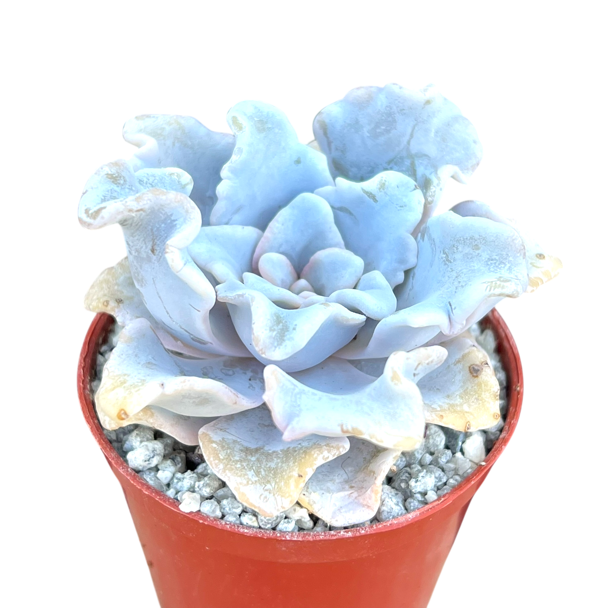 Echeveria 'Crispate Beauty'