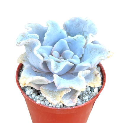 Echeveria 'Crispate Beauty'