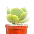 Echeveria 'Peach Pride'