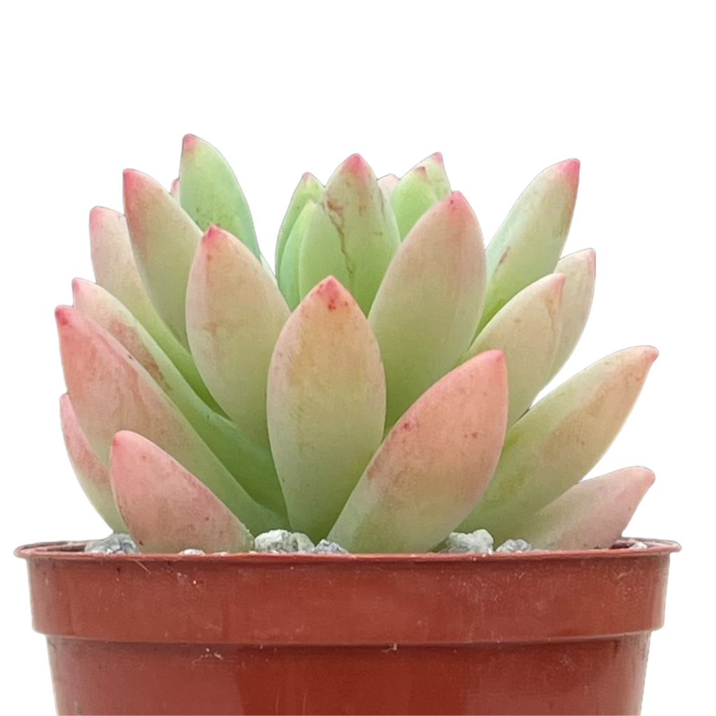 x Sedeveria 'Yellow Humbert'