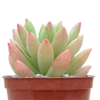 x Sedeveria 'Yellow Humbert'