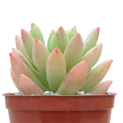 x Sedeveria 'Yellow Humbert'