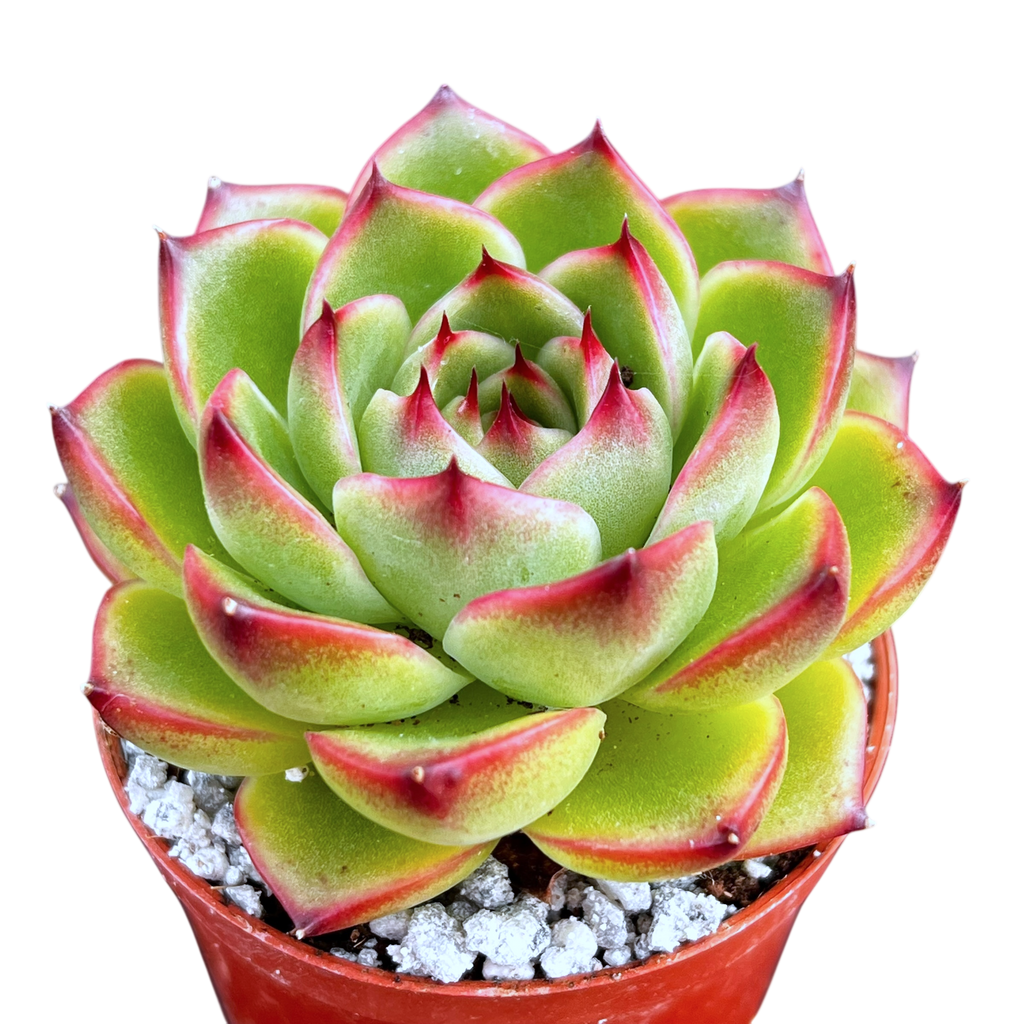 Echeveria 'Moon Stone'