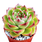 Echeveria 'Moon Stone'