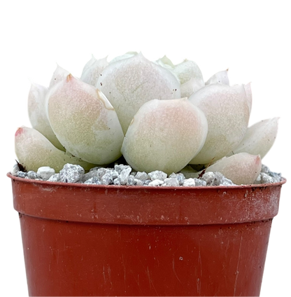 Echeveria 'Unicorn'