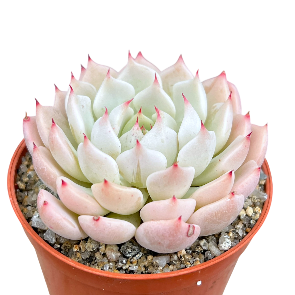 Echeveria mexicensis