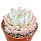 Echeveria mexicensis