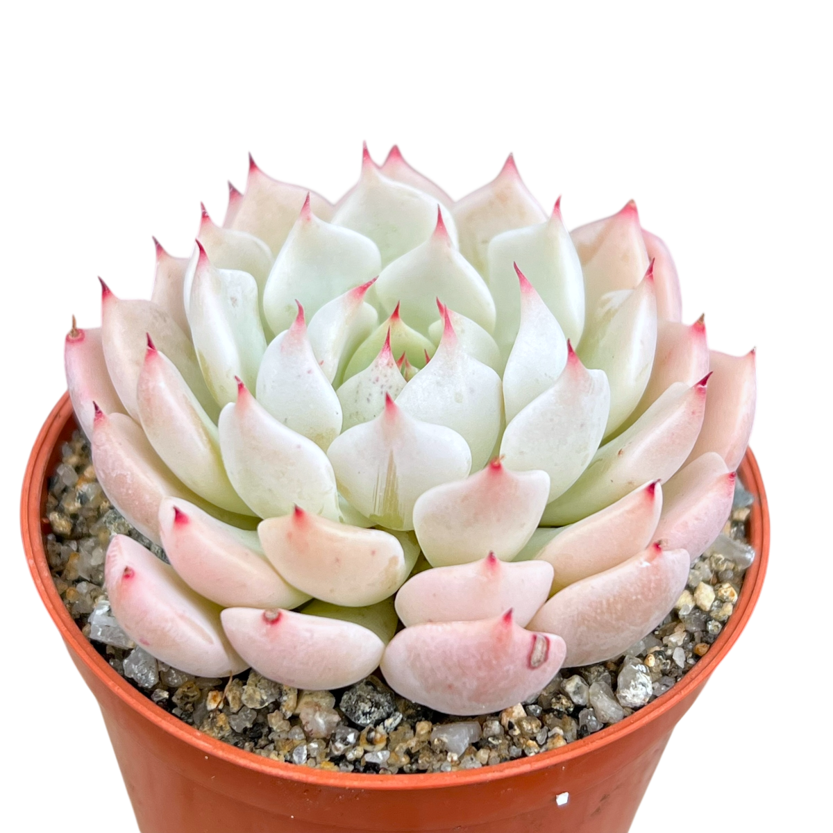 Echeveria mexicensis