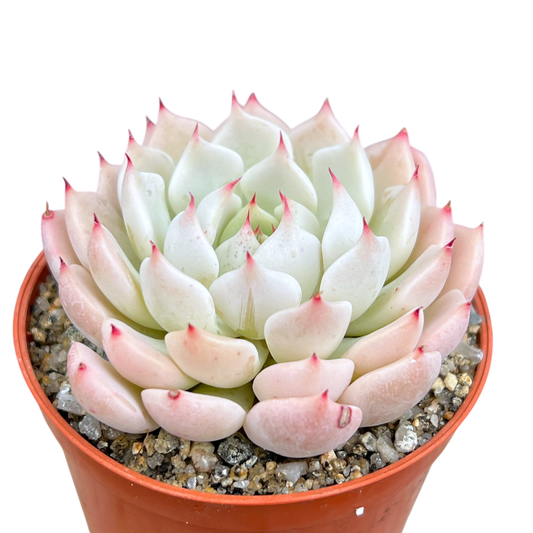 Echeveria mexicensis