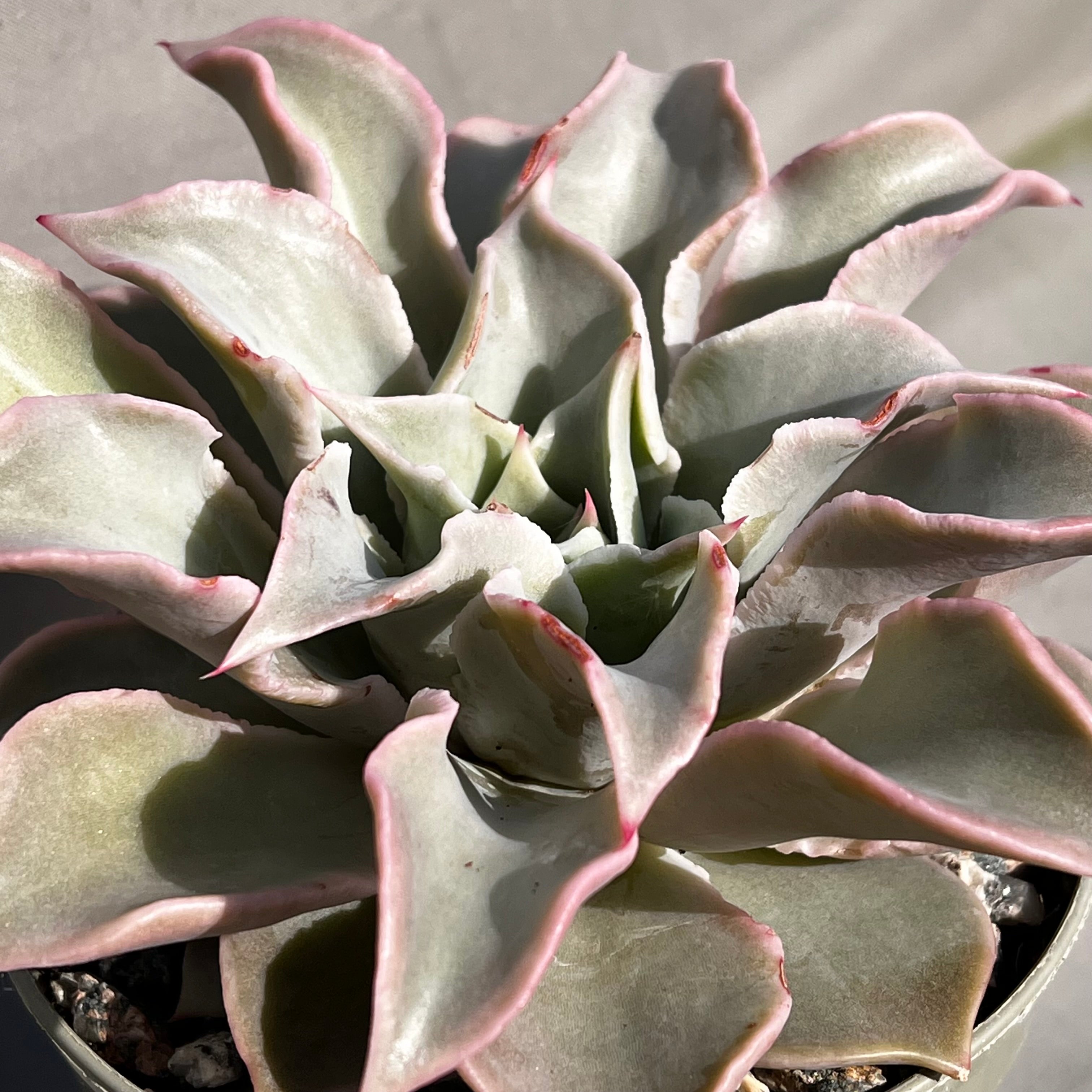 madiba succulent Echeveria 'Madiba' – Surreal Succulents
