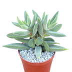 Crassula mesembryanthemoides