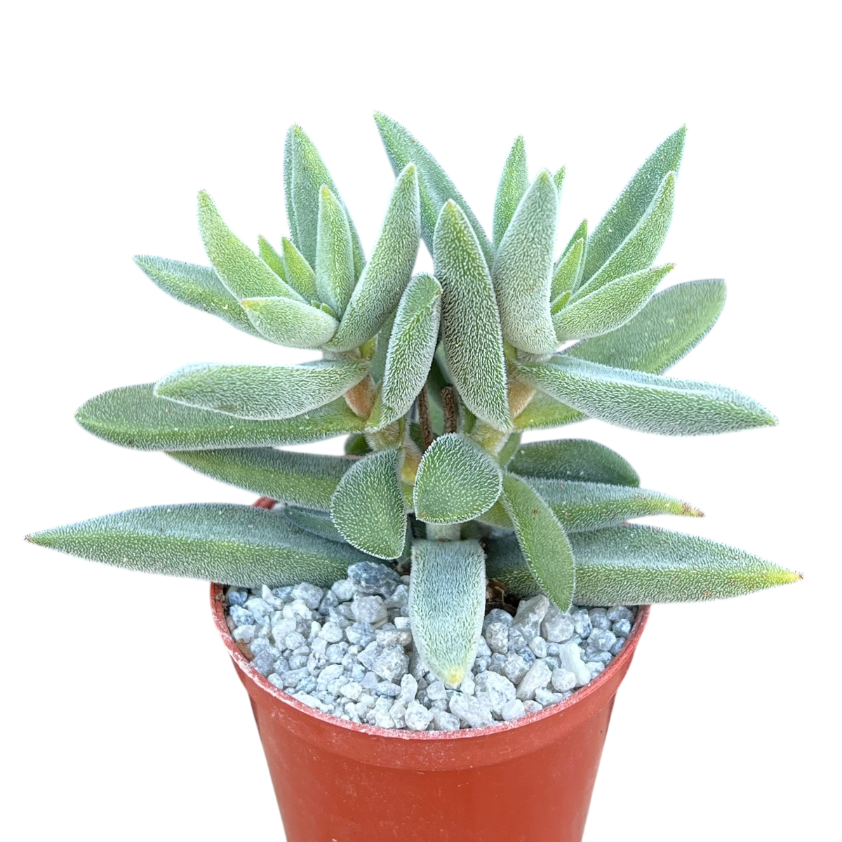 Crassula mesembryanthemoides