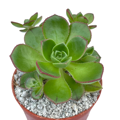 Aeonium volkerii