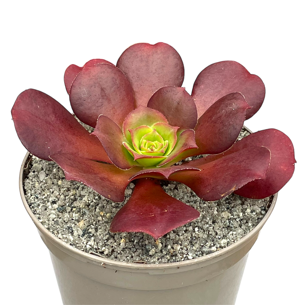 x Semponium 'Darwin'