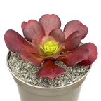 x Semponium 'Darwin'