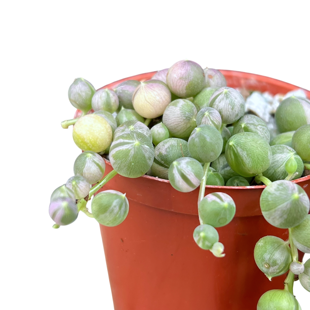 Curio rowleyanus 'Variegata'