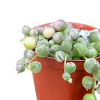 Curio rowleyanus 'Variegata'