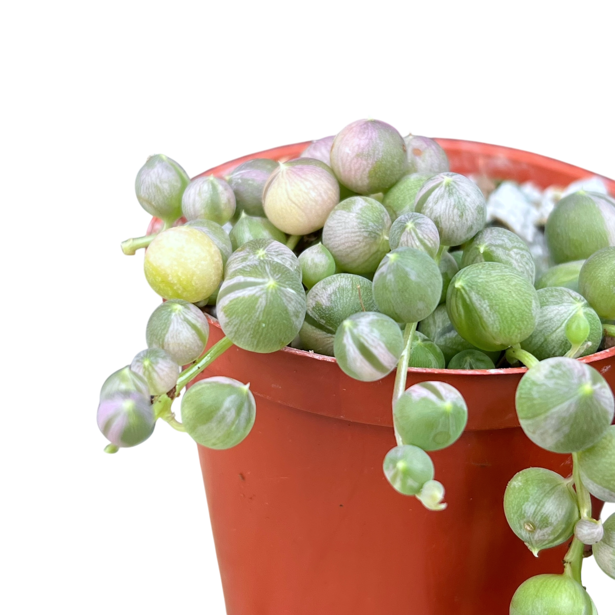 Curio rowleyanus 'Variegata'