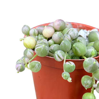 Curio rowleyanus 'Variegata'
