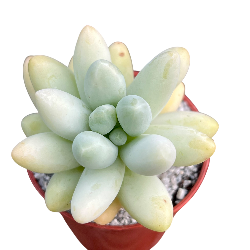 Pachyphytum oviferum x Sedum burrito
