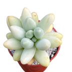 Pachyphytum oviferum x Sedum burrito