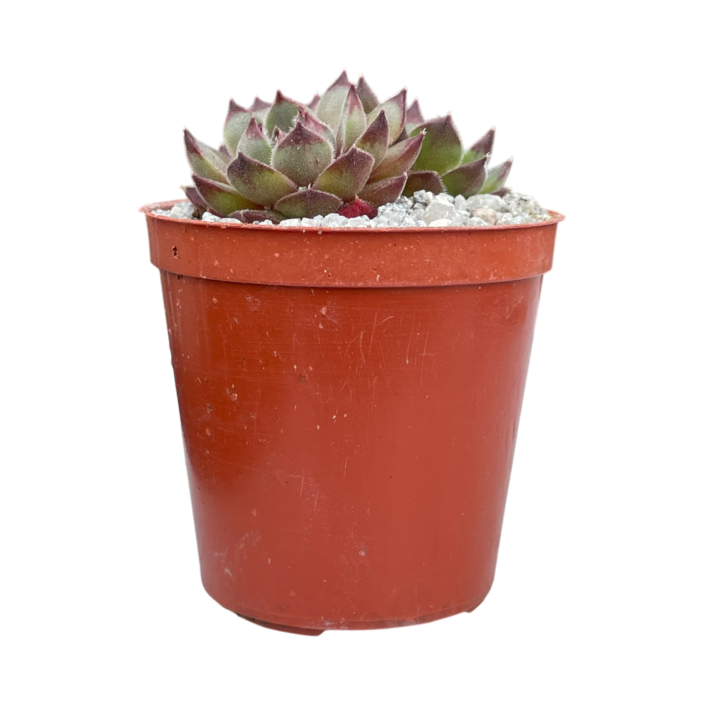 Sempervivum 'Seminole'