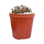 Sempervivum 'Seminole'