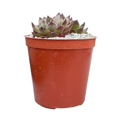 Sempervivum 'Seminole'