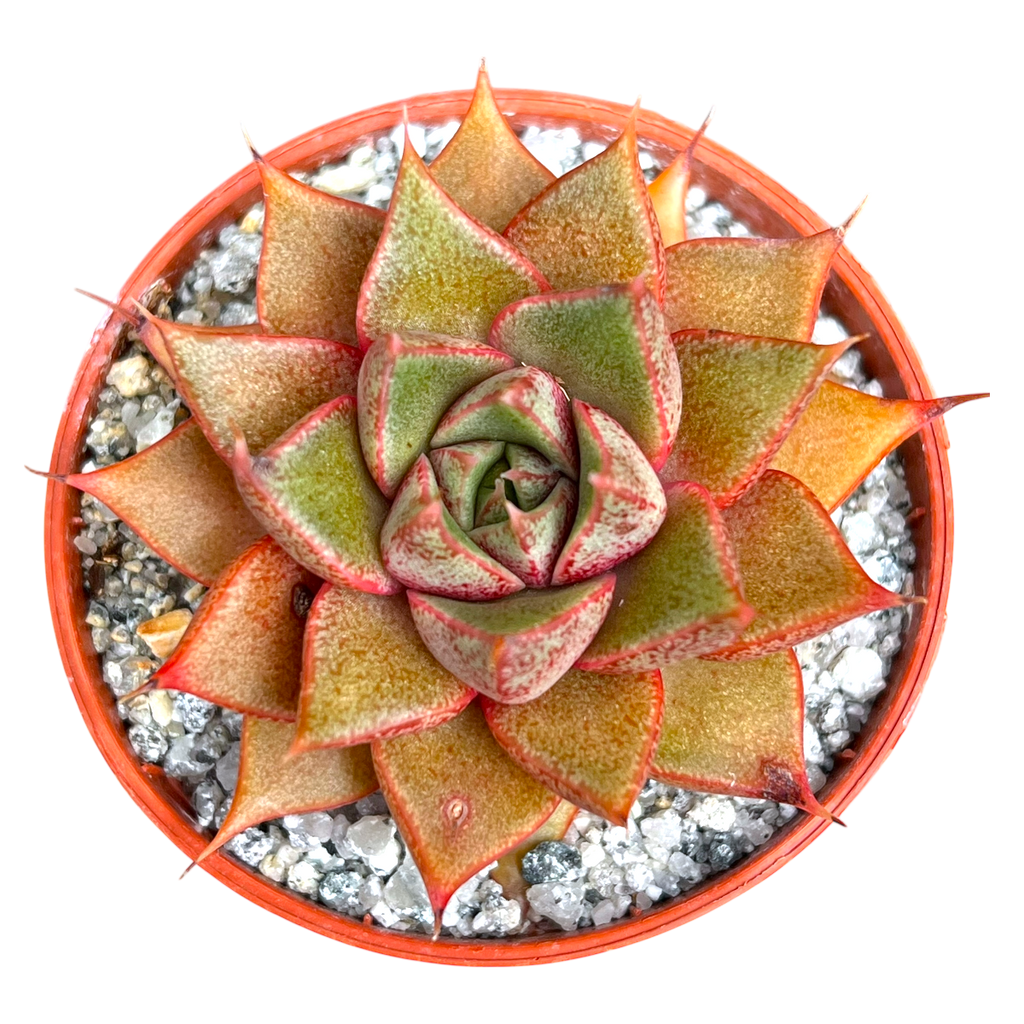 Echeveria 'Shark Skin'