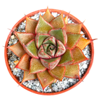 Echeveria 'Shark Skin'