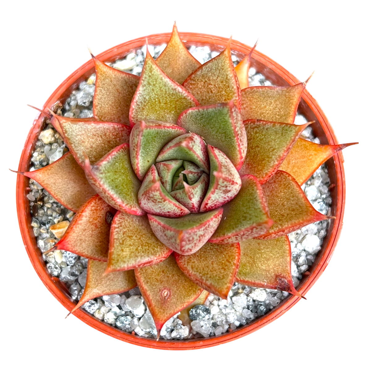 Echeveria 'Shark Skin'