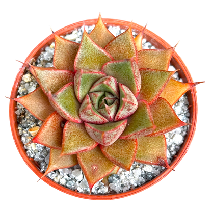 Echeveria 'Shark Skin'