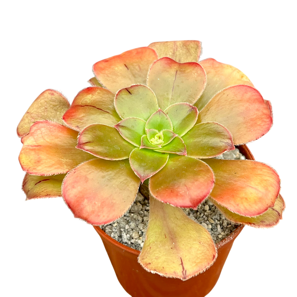 Aeonium arboreum v. holochrysum