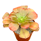 Aeonium arboreum v. holochrysum