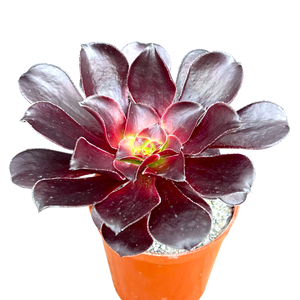 Aeonium 'Deep Purple'