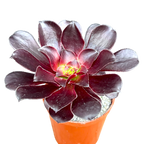Aeonium 'Deep Purple'