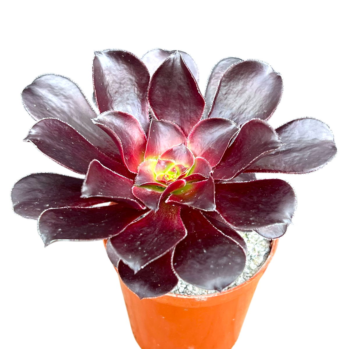 アエオニウム 'ディープパープル' – Surreal Succulents