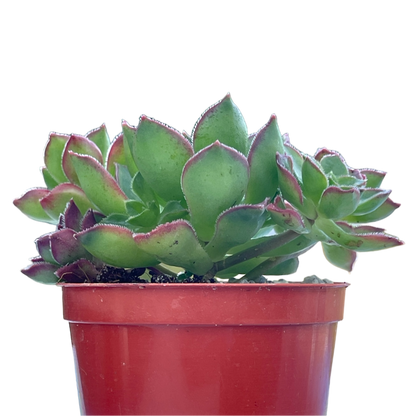 Aeonium 'Cornish Pixie'