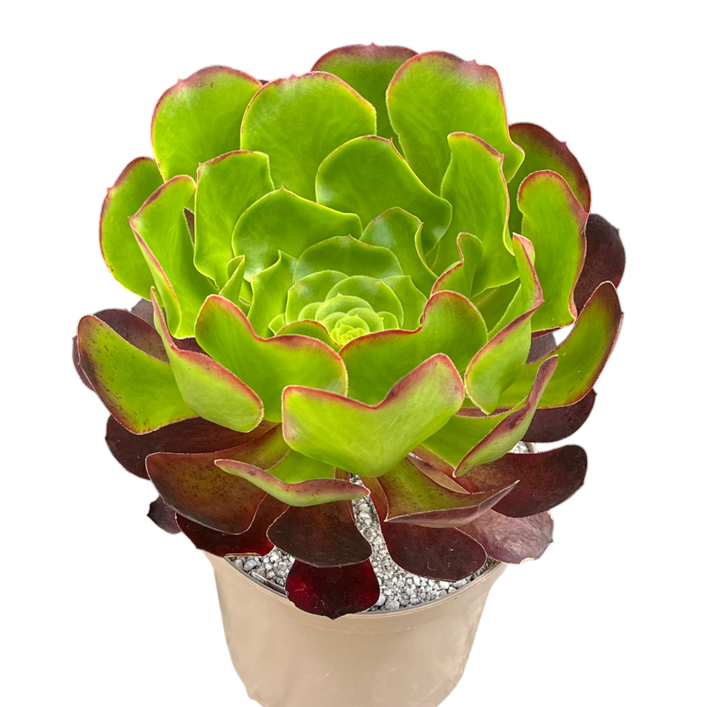 Aeonium 'Pomegranate'