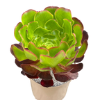 Aeonium 'Pomegranate'