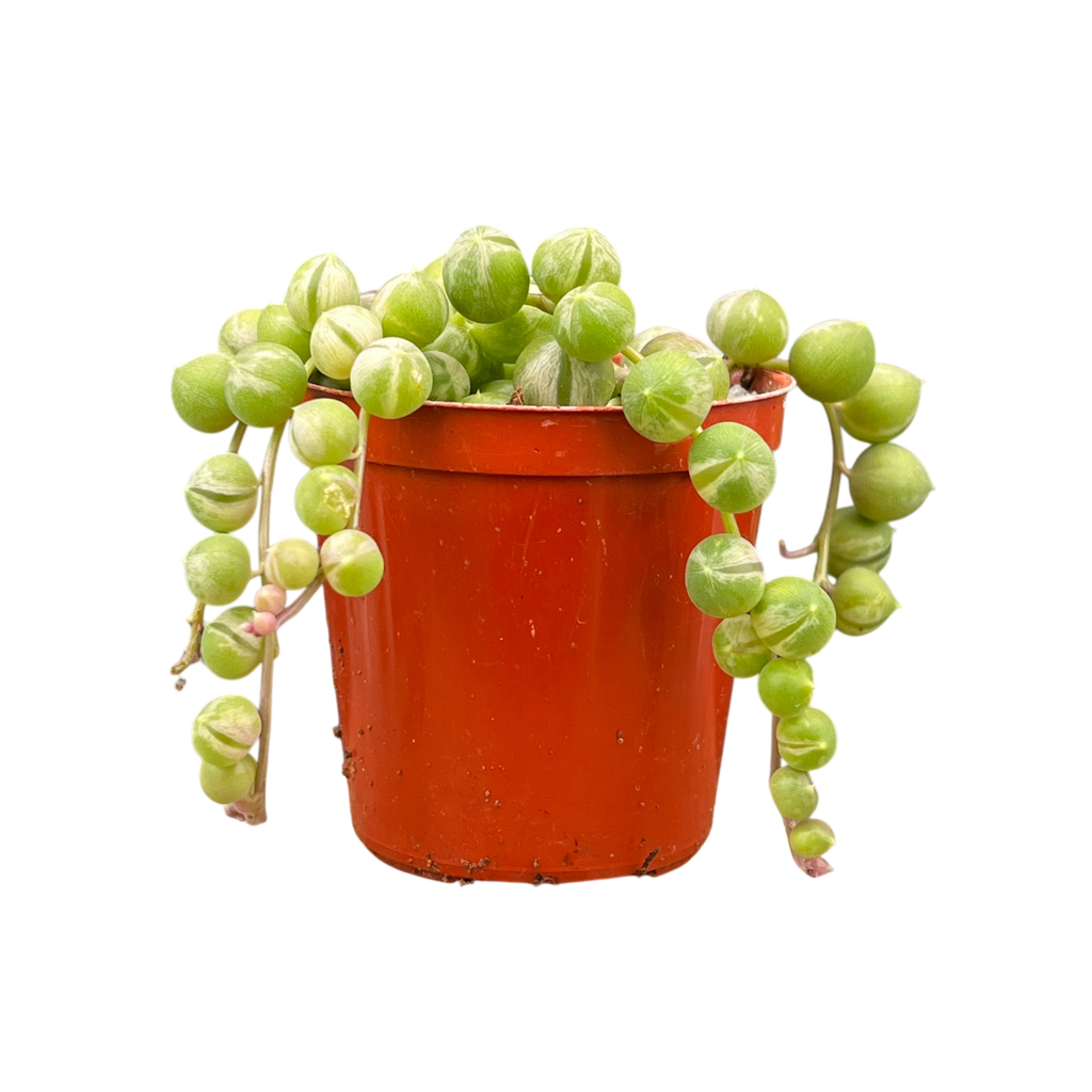 Curio rowleyanus 'Variegata'