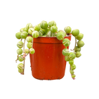 Curio rowleyanus 'Variegata'