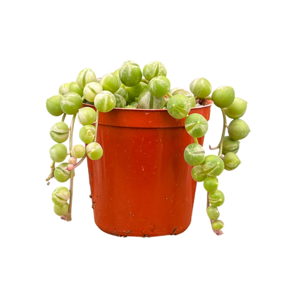 Curio rowleyanus 'Variegata'