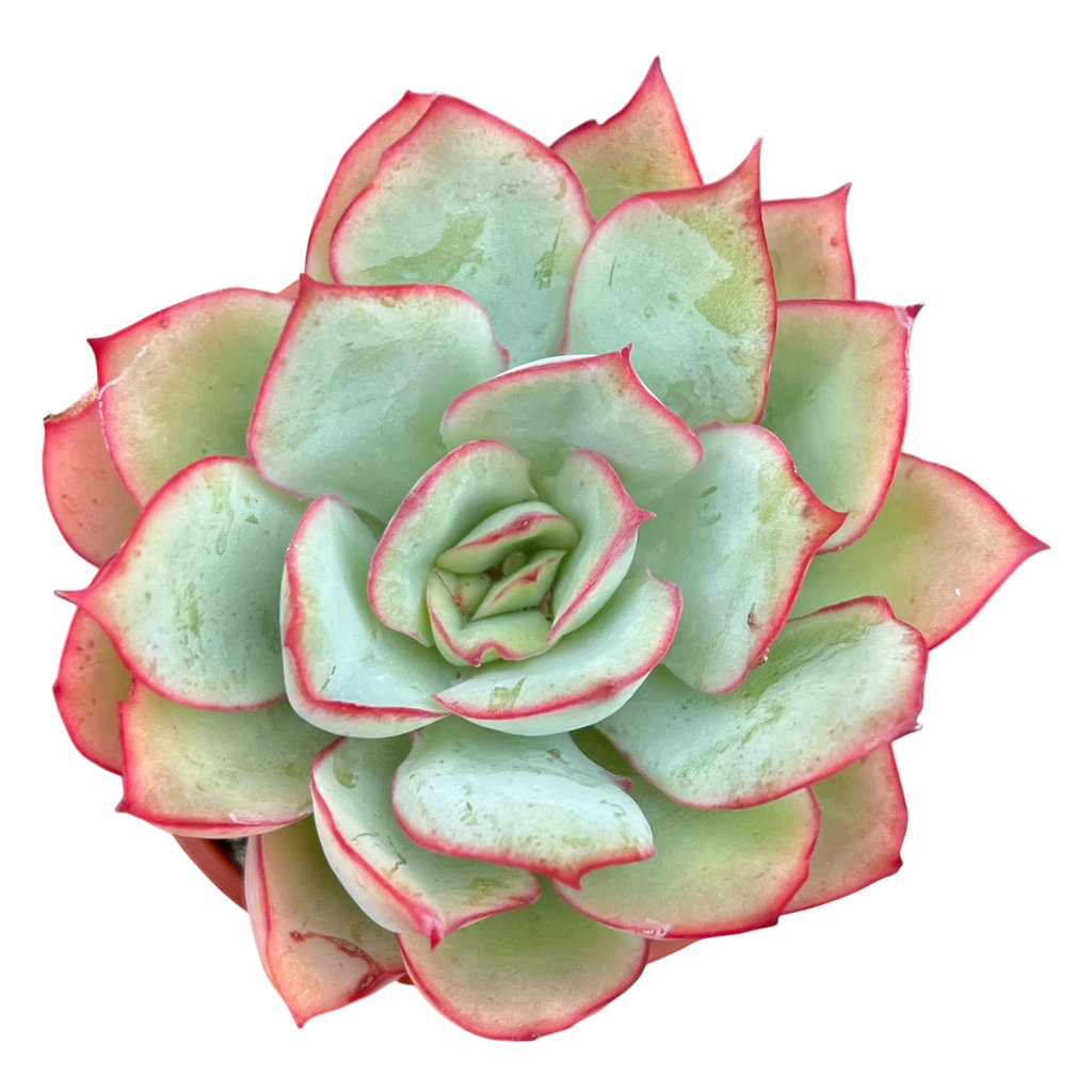 Echeveria 'Moon Goddess'