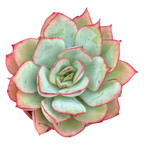 Echeveria 'Moon Goddess'