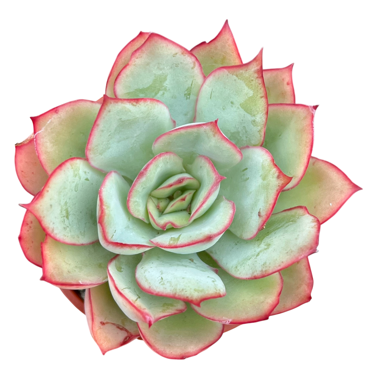 Echeveria 'Moon Goddess'