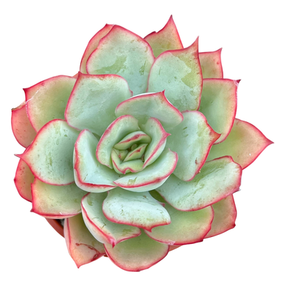 Echeveria 'Moon Goddess'