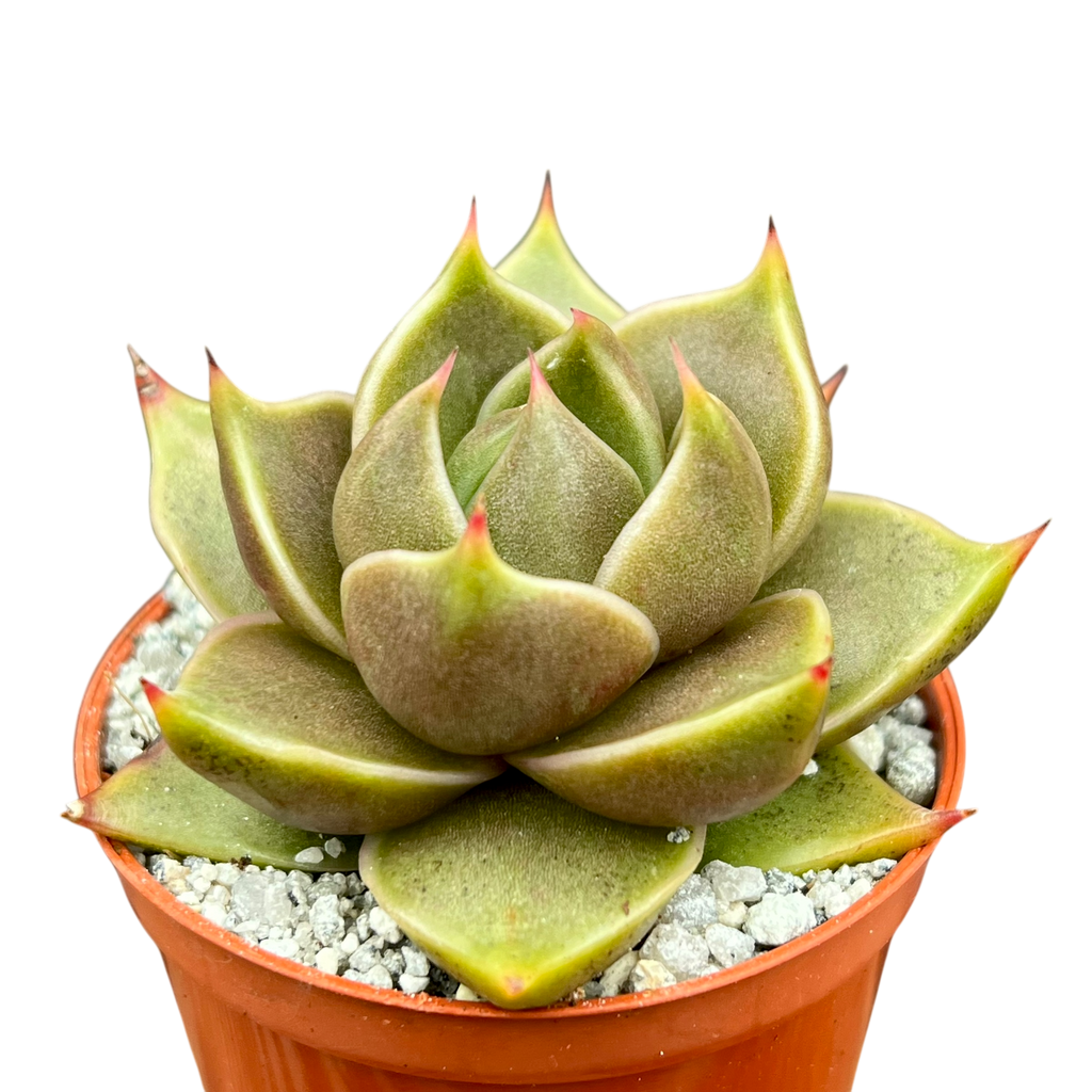 Echeveria 'Crystal Tower'