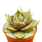 Echeveria 'Crystal Tower'